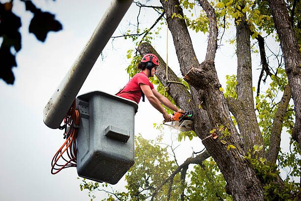 Best Hazardous Tree Removal  in Belmont, PA